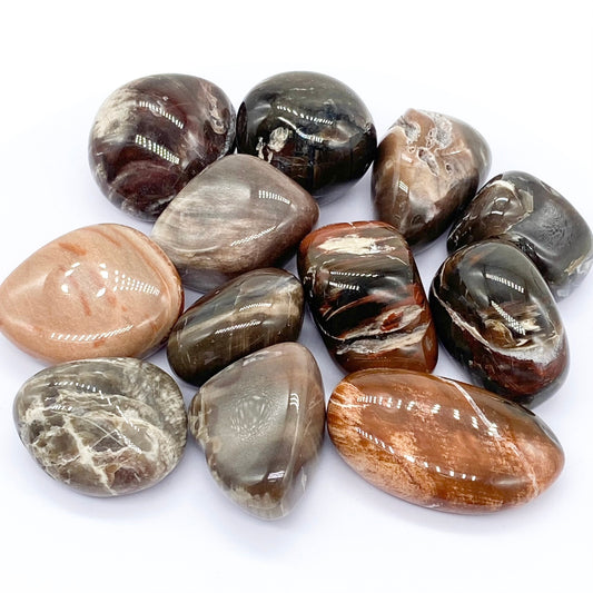 Rare Collectors Petrified aka Fossil Wood Tumbles From Madagascar 🇲🇬 Pick Your Size