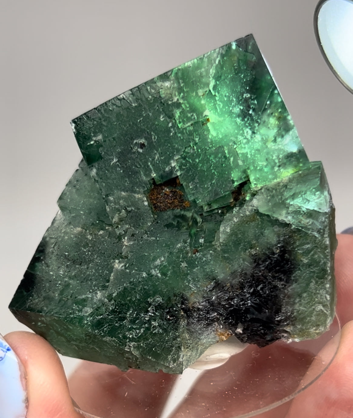 #15 Truffle 🐷 Pig Fluorite Medium Specimen Sutcliffe Vein, Diana Maria Mine, Weardale, U.K. 🇬🇧