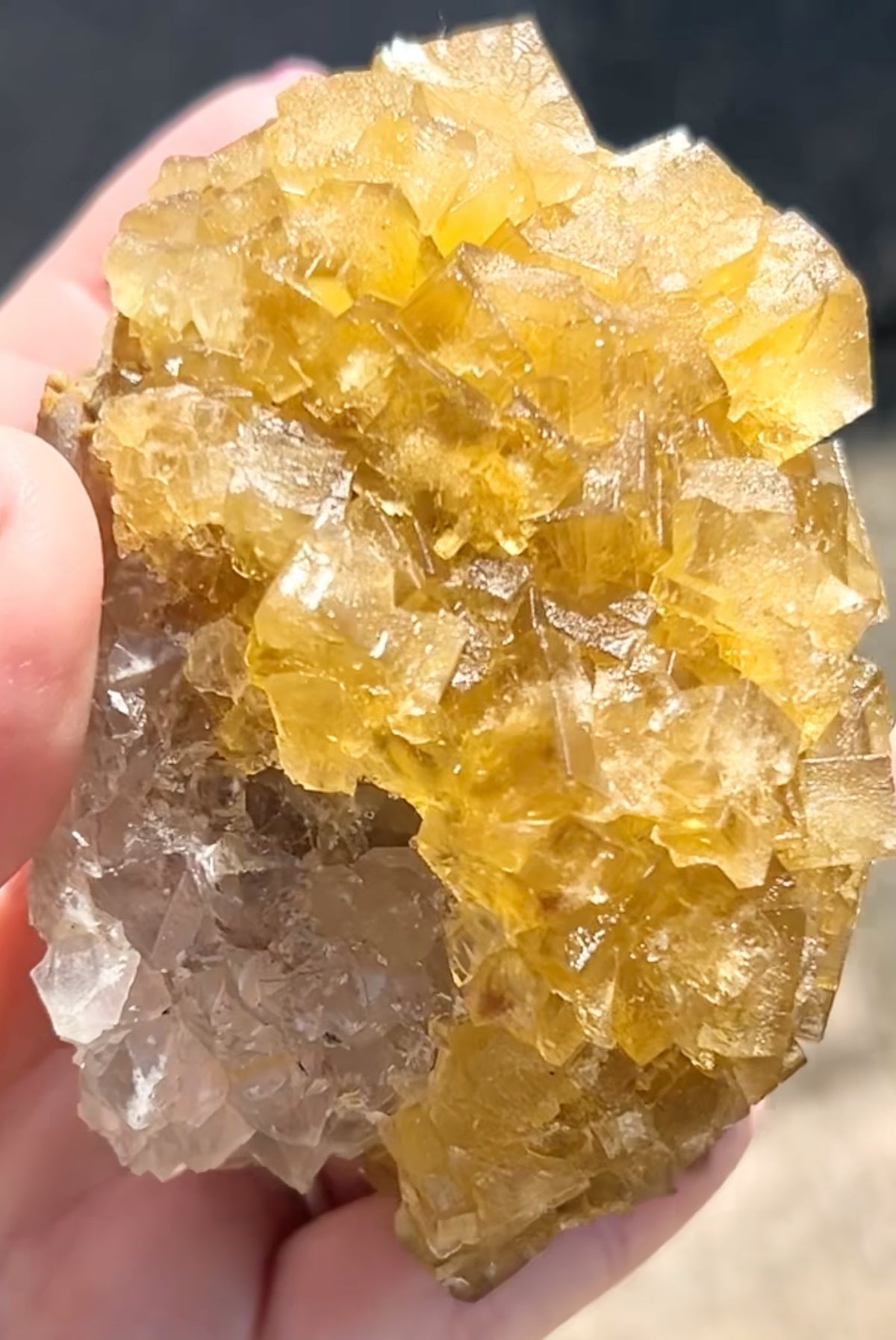 XXL Extremely Rare, One Of A Kind Hilton Golden Yellow Fluorite On Quartz Base From Hilton Mine, Hilton, Scredale, Cumbria, U.K. 🇬🇧 (Closed Mine, Independently Collected In 1990s) Top Quality