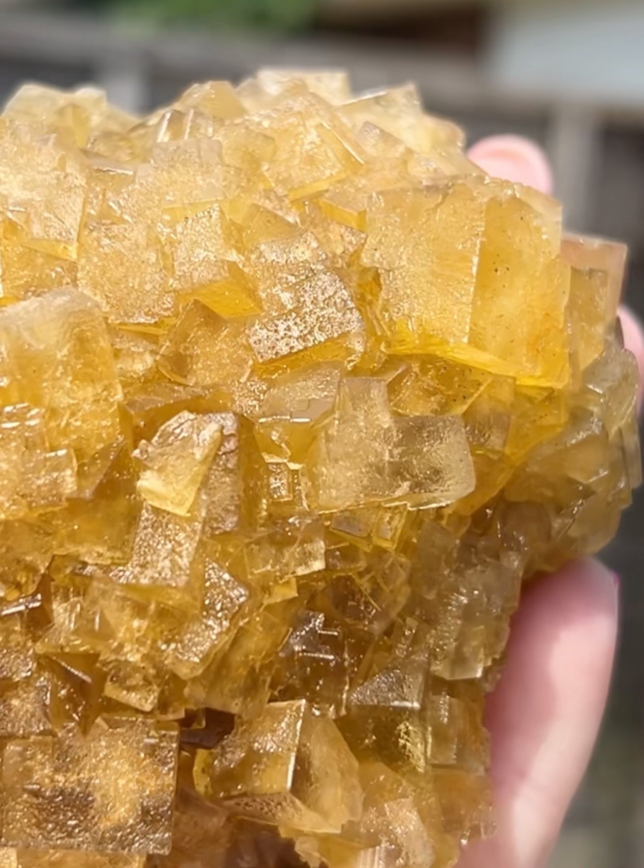 XXL Extremely Rare, One Of A Kind Hilton Golden Yellow Fluorite On Quartz Base From Hilton Mine, Hilton, Scredale, Cumbria, U.K. 🇬🇧 (Closed Mine, Independently Collected In 1990s) Top Quality