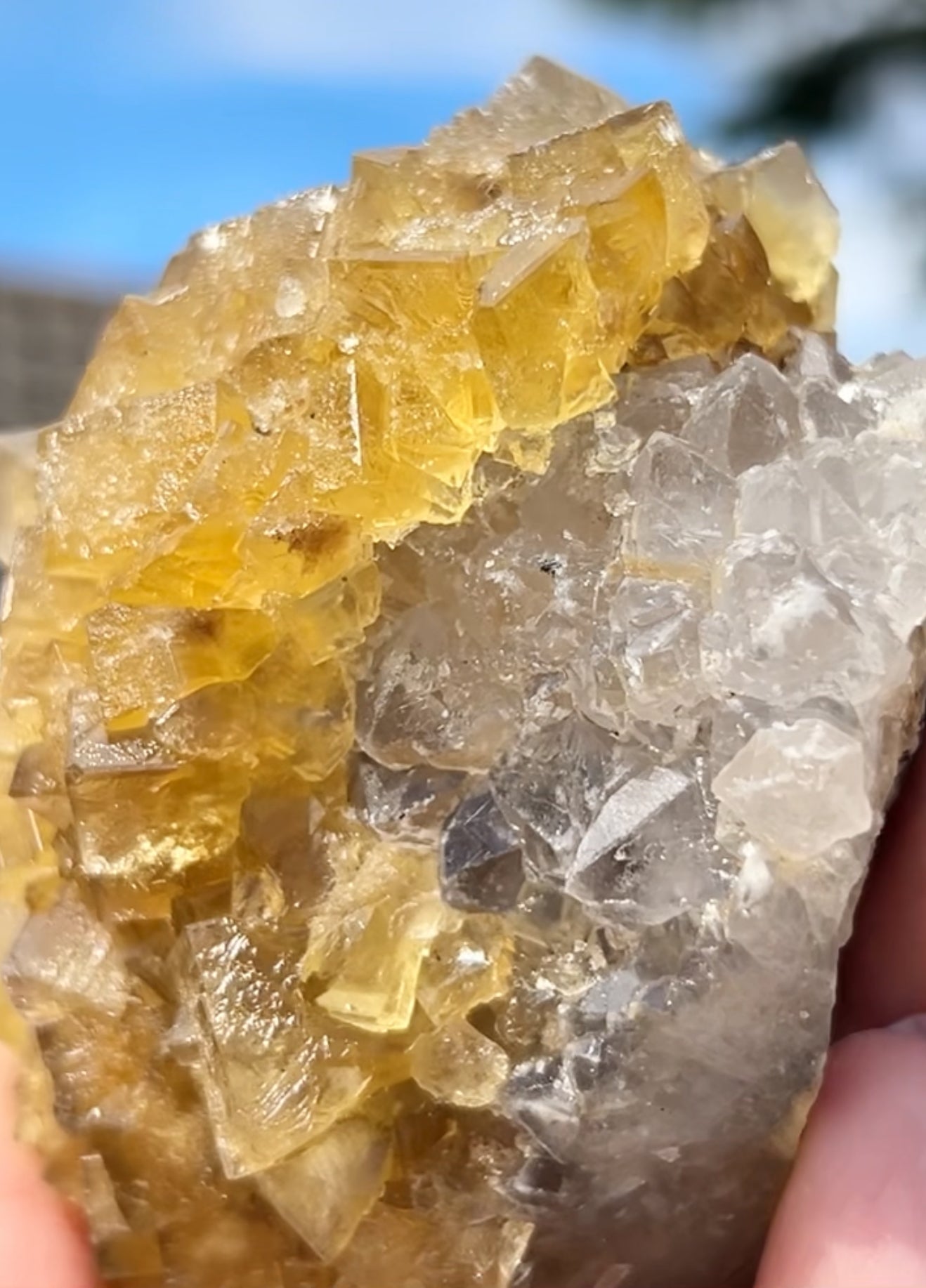 XXL Extremely Rare, One Of A Kind Hilton Golden Yellow Fluorite On Quartz Base From Hilton Mine, Hilton, Scredale, Cumbria, U.K. 🇬🇧 (Closed Mine, Independently Collected In 1990s) Top Quality