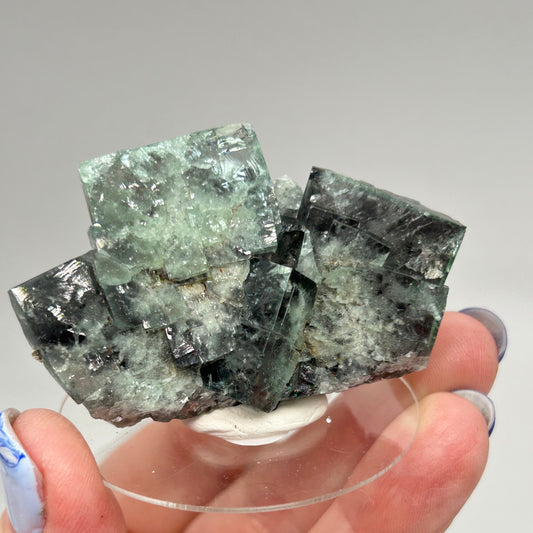 #1 Truffle 🐷 Pig Fluorite Medium Specimen Sutcliffe Vein, Diana Maria Mine, Weardale, U.K. 🇬🇧